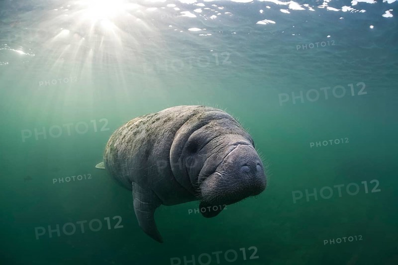 West Indian Manatee (Trichechus manatus)