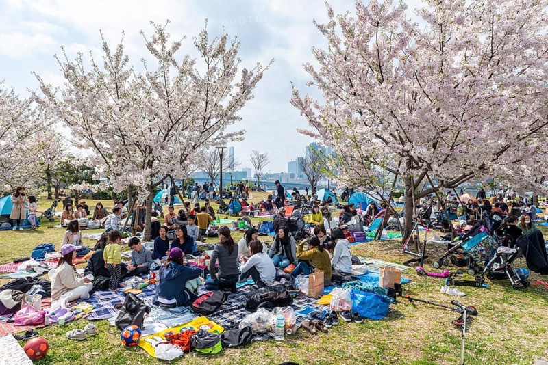 Japanese at picnic