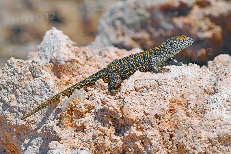 Fabian's lizard (Liolaemus fabiani)
