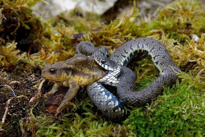 Barred grass snake (Natrix helvetica)