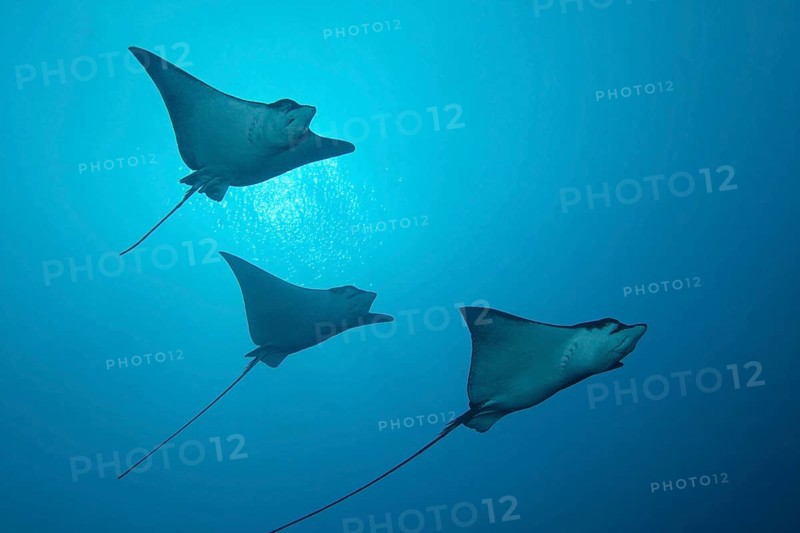 Three Spotted Eagle Rays (Aetobatus narinari)