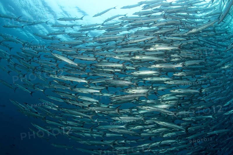 Great Swarm of Blackfin barracudas (Sphyraena qenie)