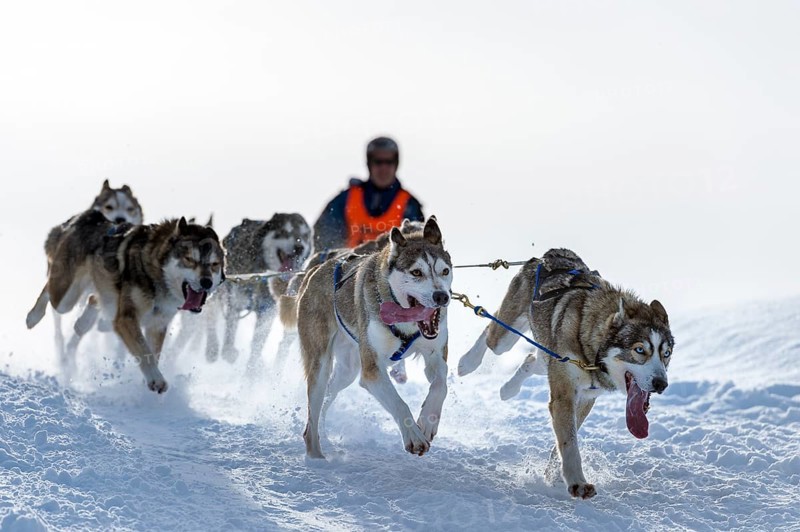 Sled dog racing