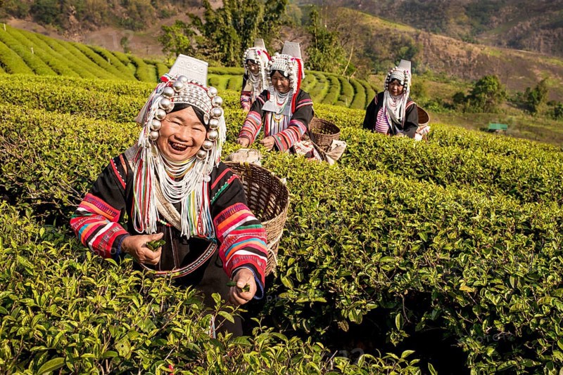 Akha hill tribe women picking tea