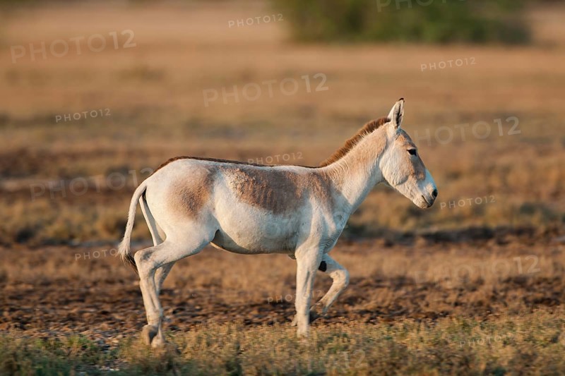 Onager or Asiatic wild ass (Equus hemionus)
