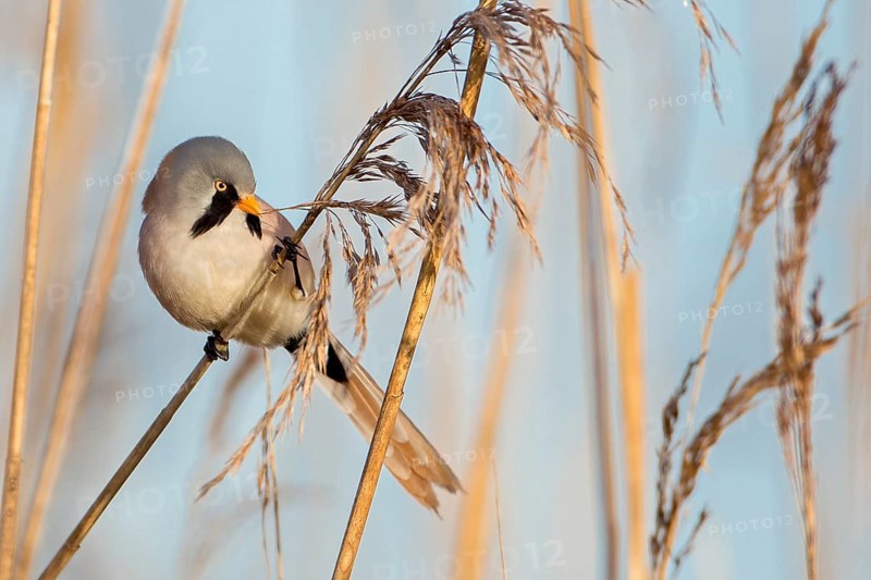 Bearded Reedling (Panurus biarmicus)