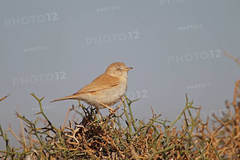 African Desert Warbler (Sylvia deserti) adult