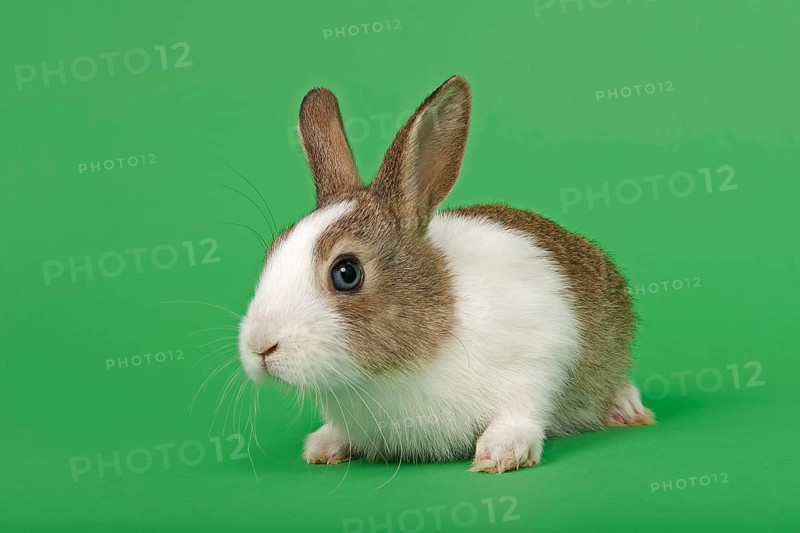 Dutch rabbit