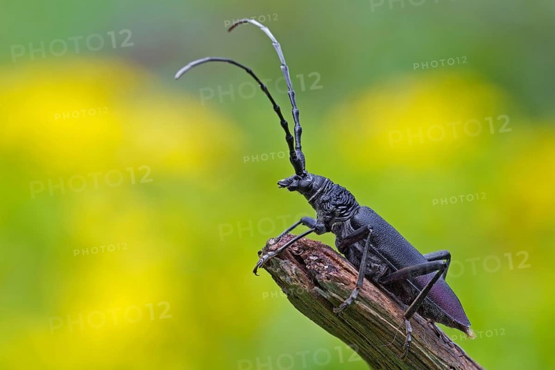 Great Capricorn Beetle (Cerambyx cerdo)