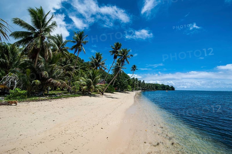 White sand beach and palm trees