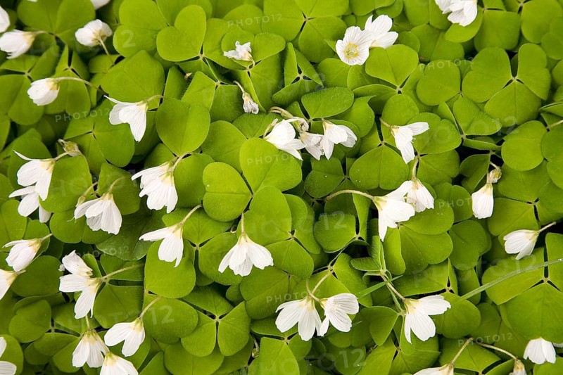 Sorrel or Mountain Woodsorrel (Oxalis acetosella)