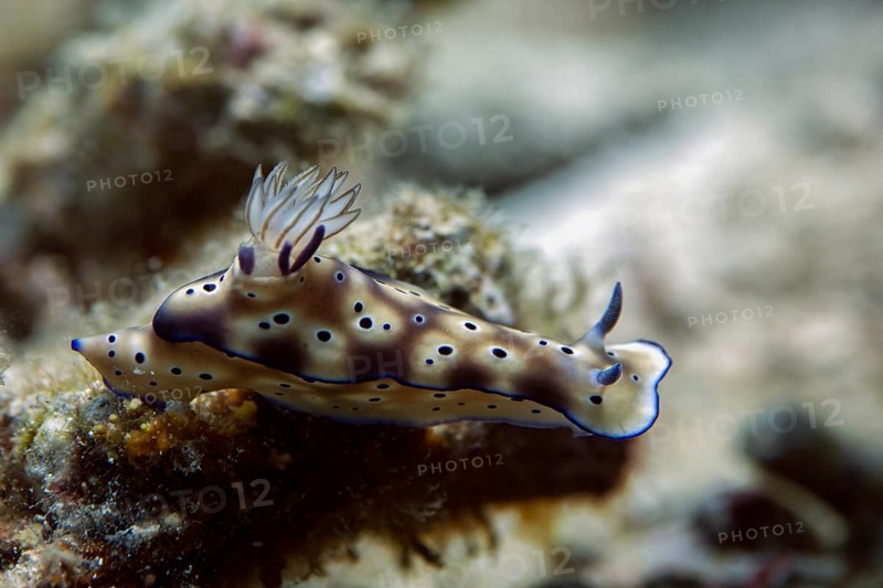 Leopard Nudibranch (Risbecia tryoni)