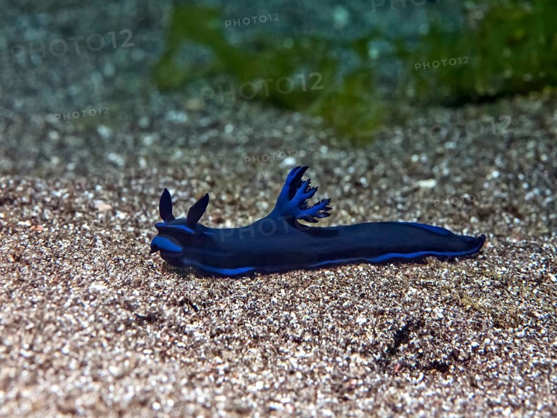 Gloomy Nudibranch