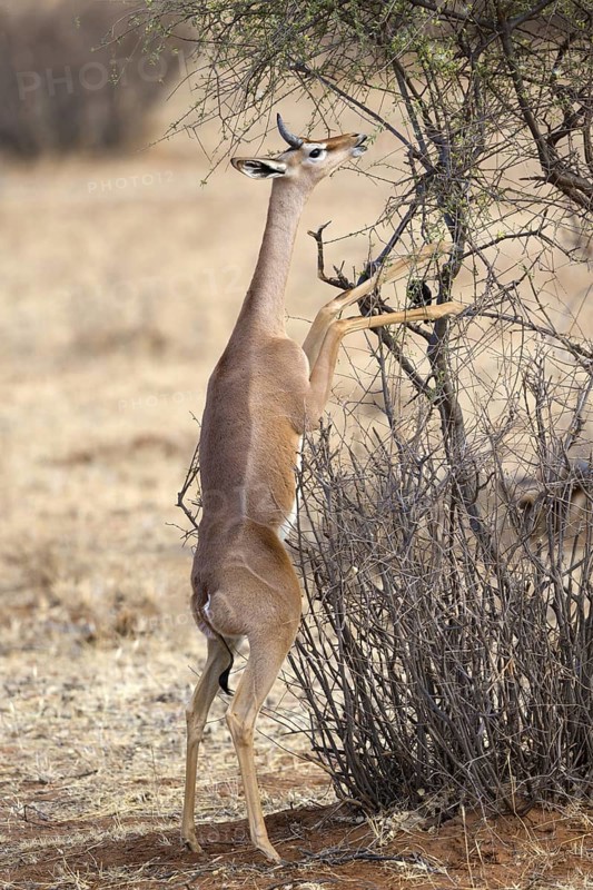 Gerenuk (Litocranius walleri) immature male