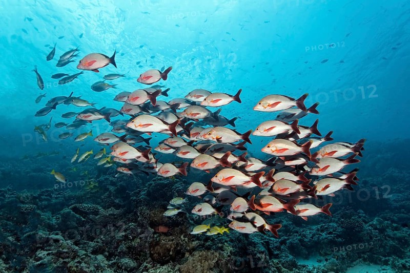 Shoal of Humpback Red Snappers (Lutjanus gibbus) over a coral reef