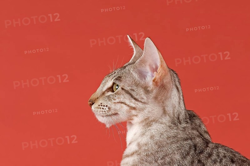 Pedigree cat