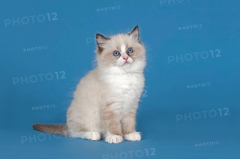 Ragdoll cat
