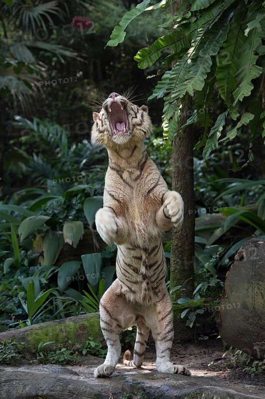 White Bengal Tiger (Panthera tigris tigris) standing on its hindlegs