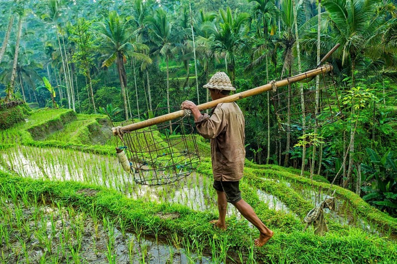 Farmer working in the rice terraces