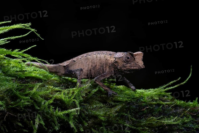 Plated leaf chameleon (Brookesia stumpffi)