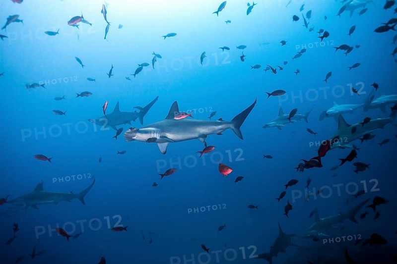 Scalloped Hammerhead Shark (Sphyrna lewini)