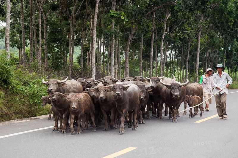 Herdsman driving Water Buffaloes (Bubalus arnee) on a road
