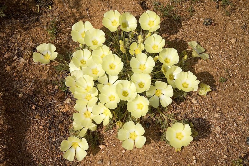 Pietsnot (Grielum humifusum)