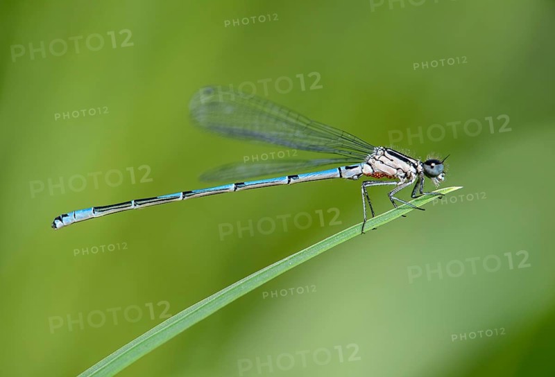 Azure Damselfly (Coenagrion puella)