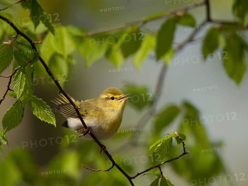 Wood Warbler (Phylloscopus sibilatrix)