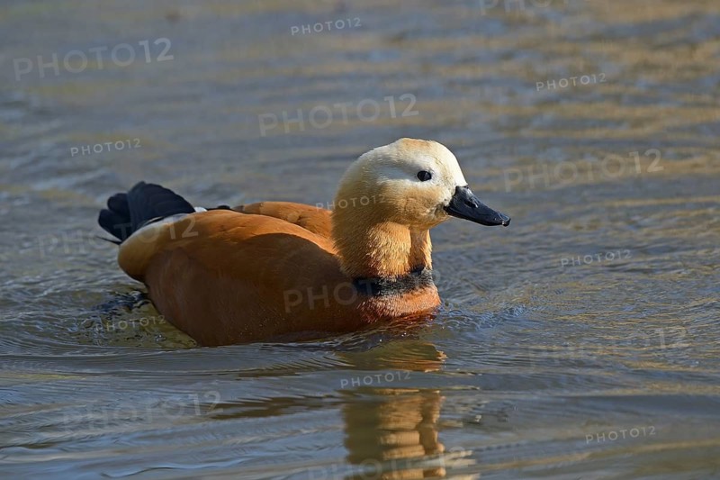 Ruddy Shelduck (Tadorna ferruginea)