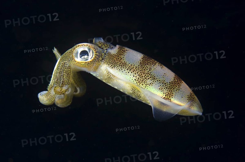 Bigfin Reef Squid (Sepioteuthis lessoniana)