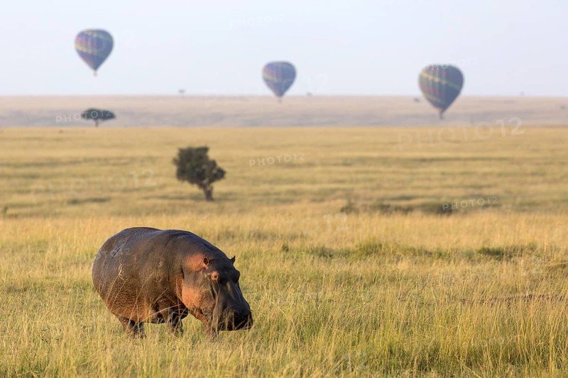 Hippopotamus (Hippopotamus amphibius) adult