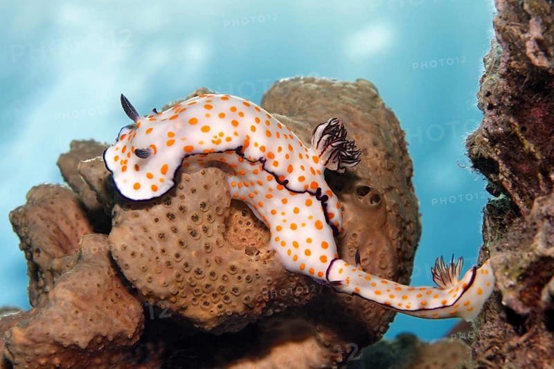 Hypselodoris pulchella (Hypselodoris pulchella