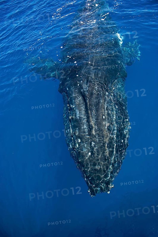 Humpback Whale (Megaptera novaeangliae)
