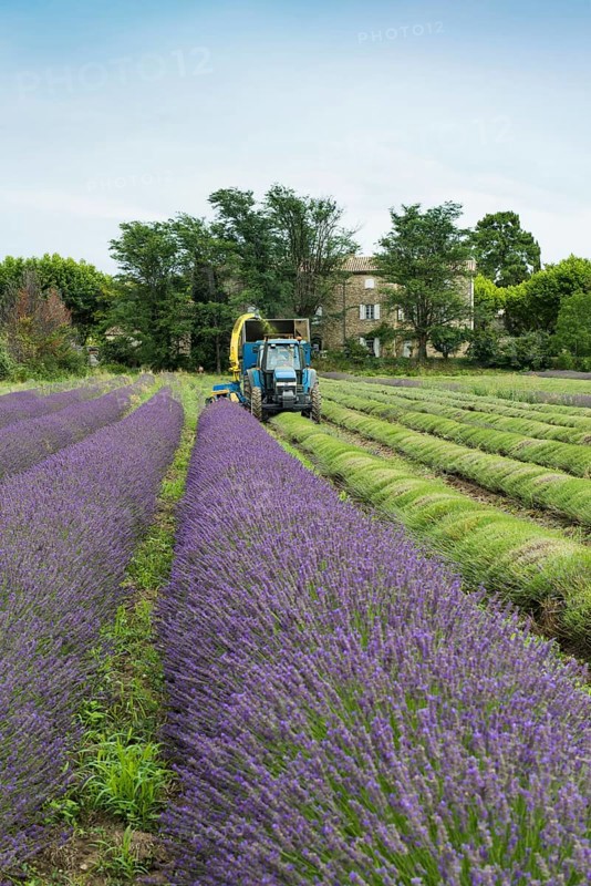 Lavender harvest