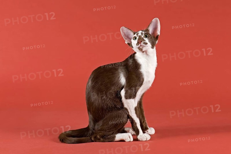 Oriental Shorthair cat