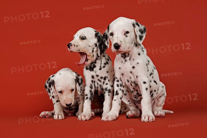Three Dalmatian puppies