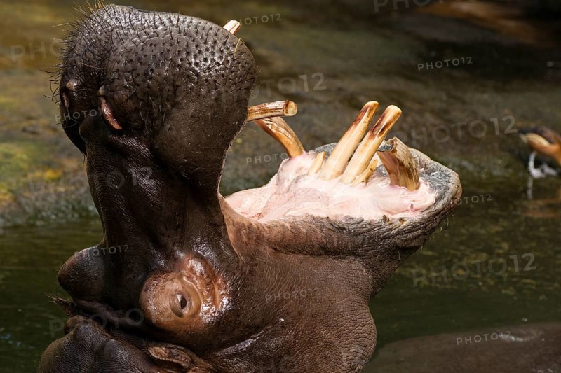 Hippopotamus (Hippopotamus amphibius) with an open jaw
