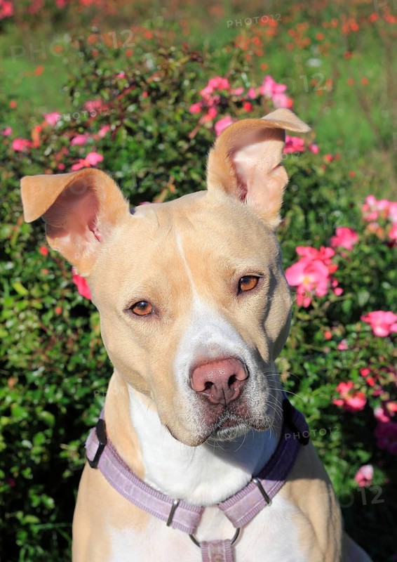 American Pit Bull Terrier