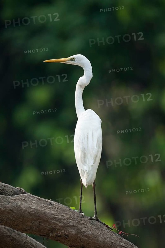 Great Egret (Ardea alba)