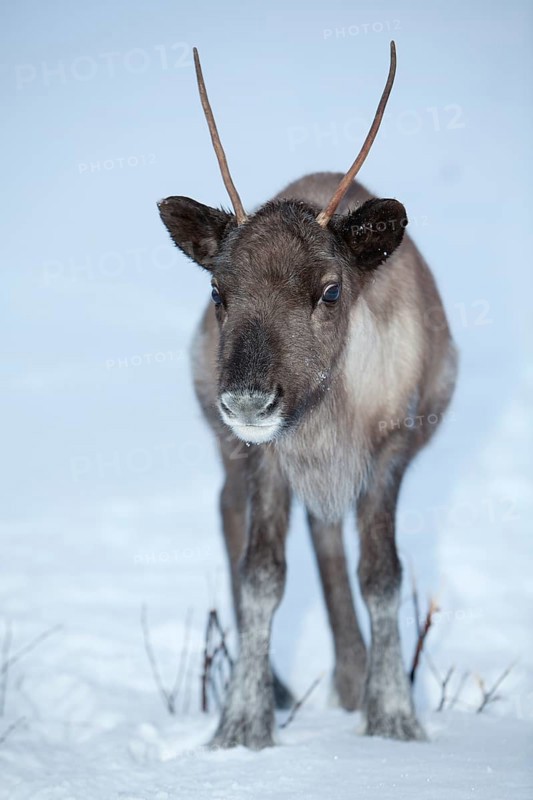 Reindeer in the evening