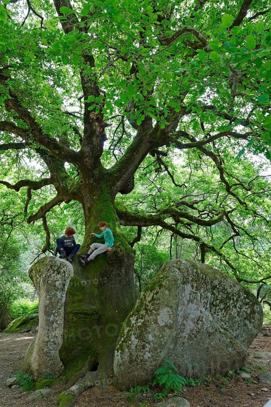 Mighty old oak (Quercus sp.) splitting a stone