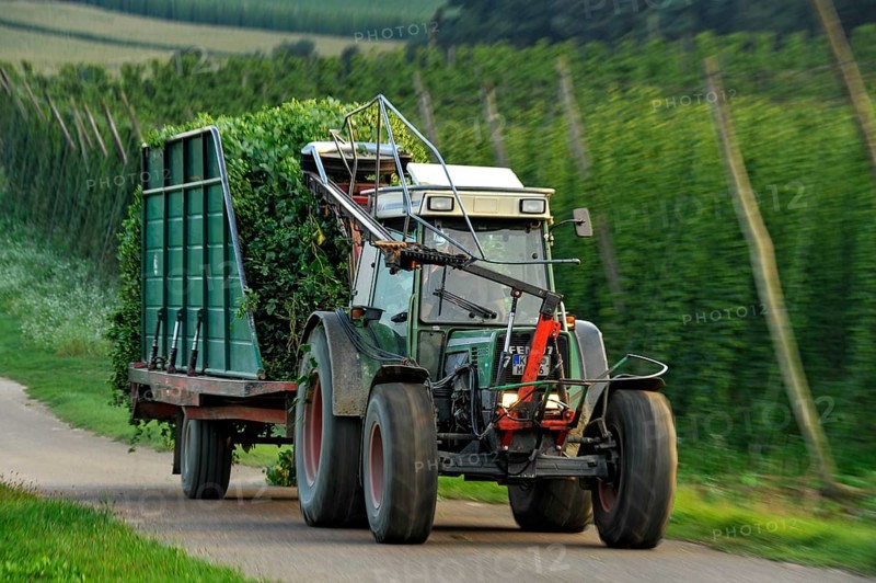 Hop harvest