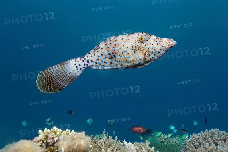 Scrawled Filefish (Aluterus scriptus) over coral reef