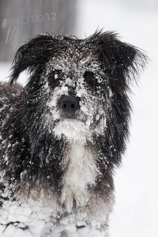Tibetan Terrier mix