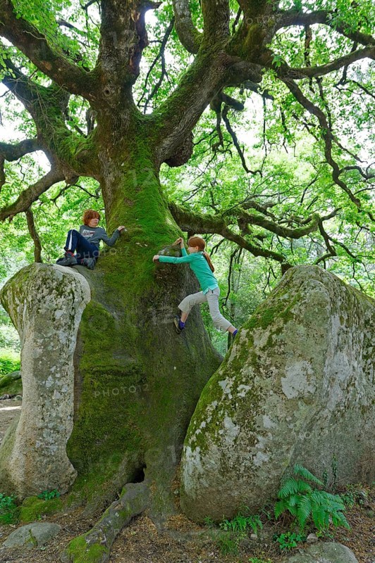 Mighty old oak (Quercus sp.) splitting a stone