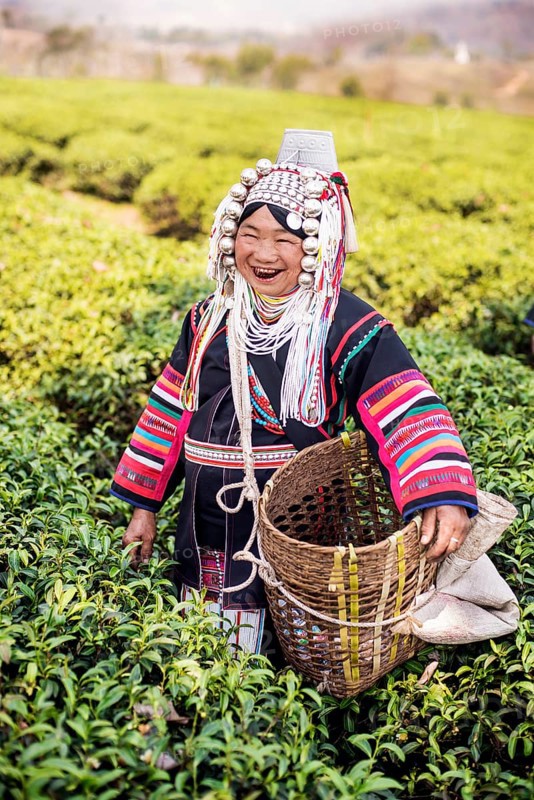 Akha hill tribe woman picking tea