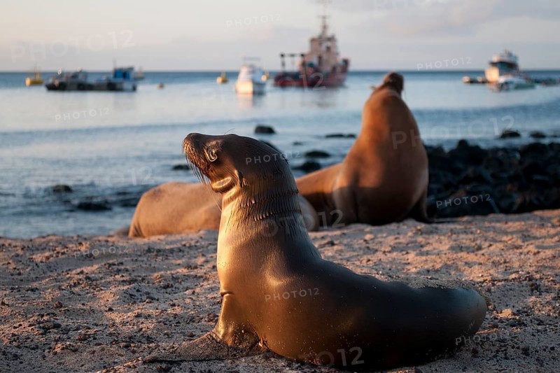 Galapagos sea lions (Zalophus wollebaeki) at the port of San Cristobal