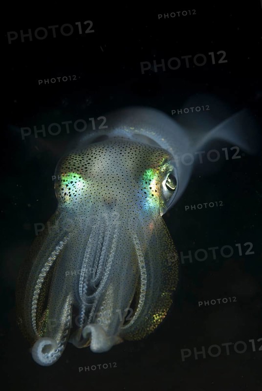Bigfin Reef Squid (Sepioteuthis lessoniana)