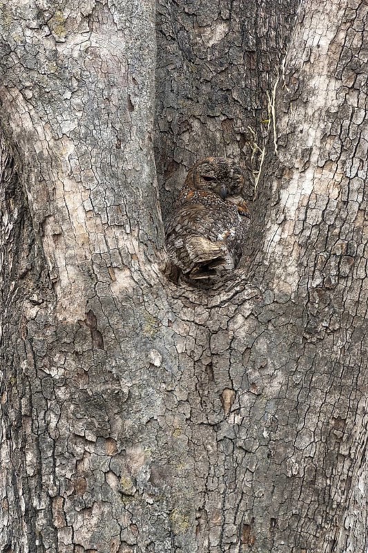 Mottled wood owl (Strix ocellata)